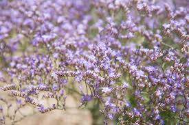 Limonium-Lavender