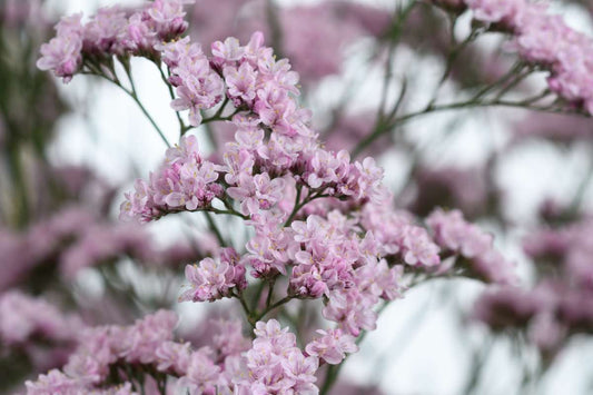 Limonium-Safora Oshi Pink