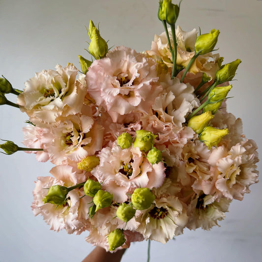 Lisianthus-Voyage Apricot/Peach
