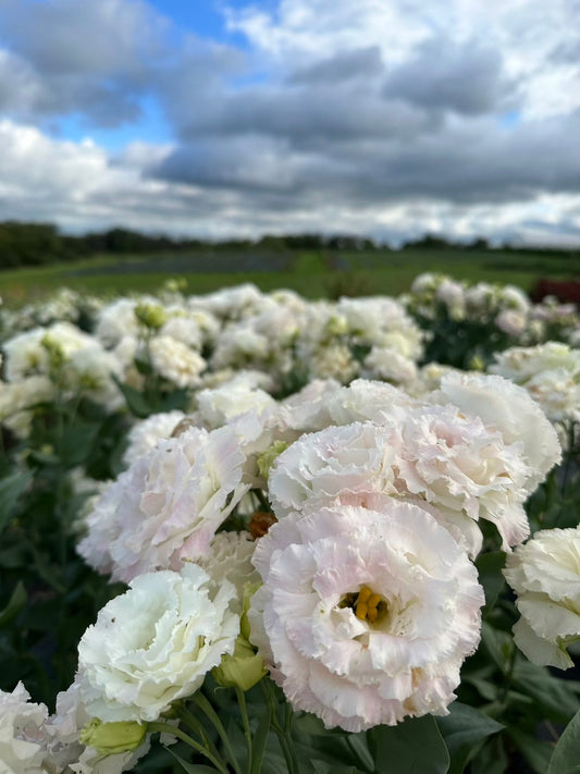 Lisianthus-First Love