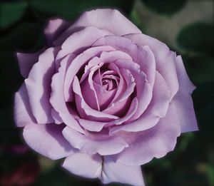 Garden Rose Love Song