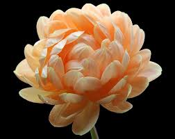 Dahlia Waterlily Orange/Peach