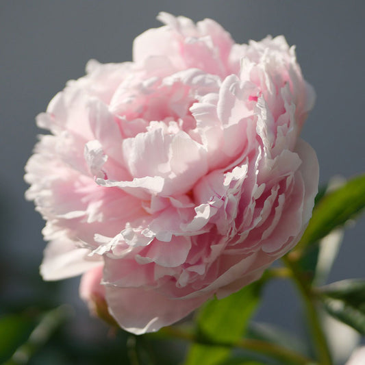 Peony Blush