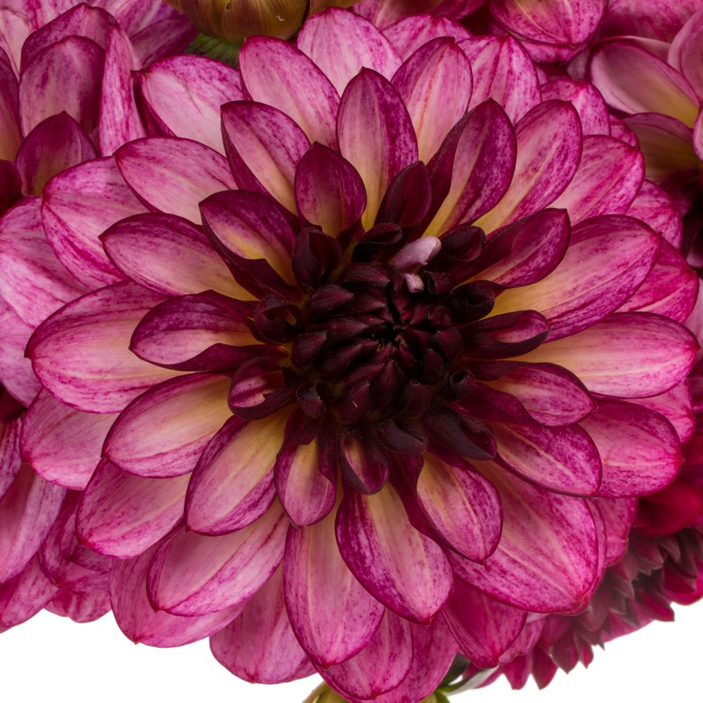 Dahlia Decorative Purple