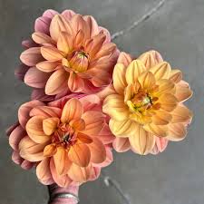 Dahlia Waterlily Orange/Peach
