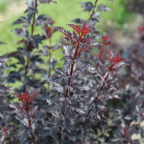 Ninebark-burgundy