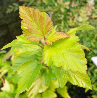 Ninebark-green