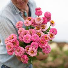 Zinnia-Oklahoma Pink