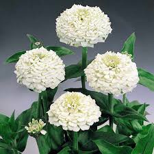 Zinnia-Oklahoma White