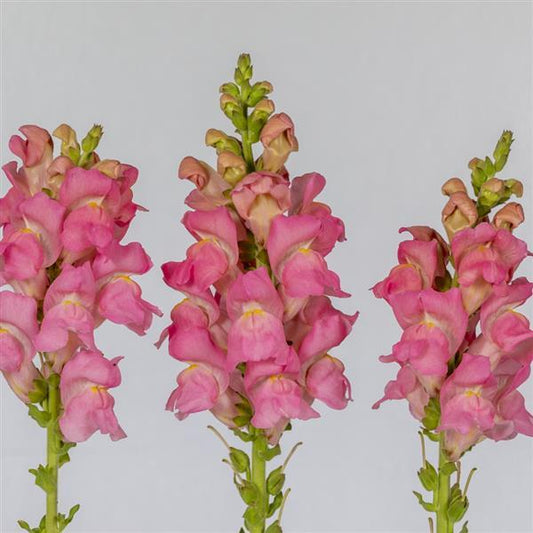 Snapdragon Opus Pink