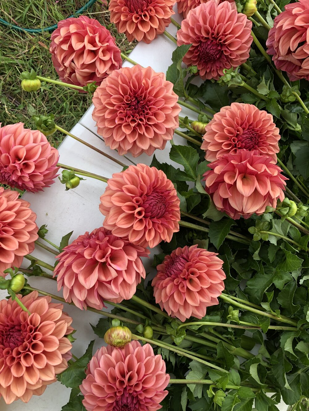 Dahlia Ball Orange