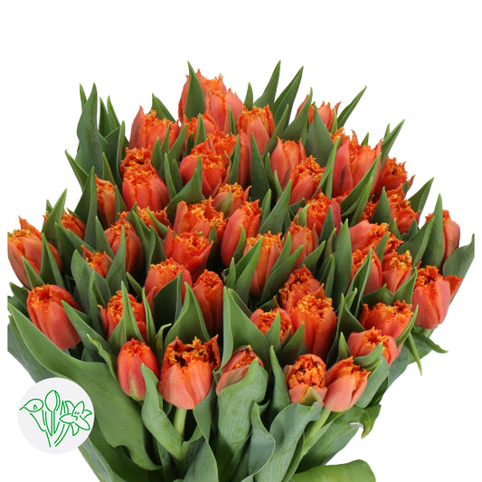 Tulip Orange Passion