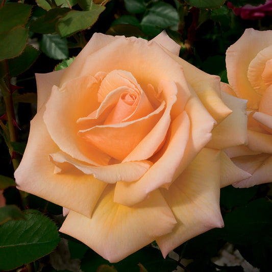 Garden Rose Over the Moon