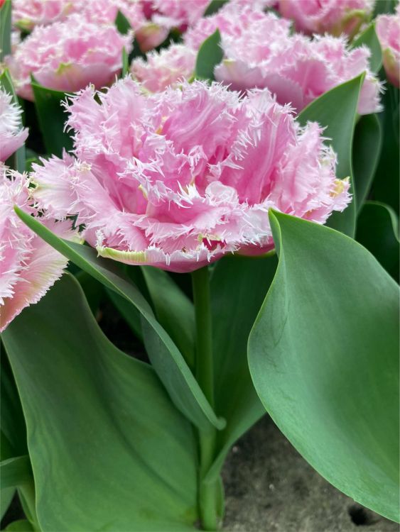 Tulip Perth