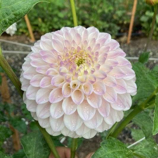 Dahlia Ball Blush