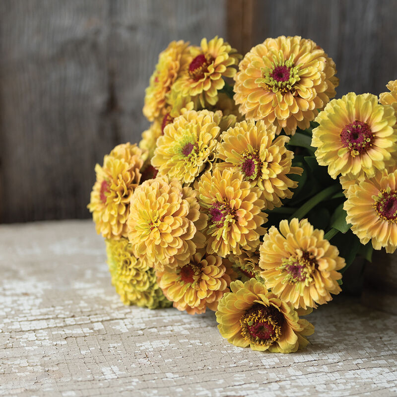 Zinnia-Queeny Lemon Peach