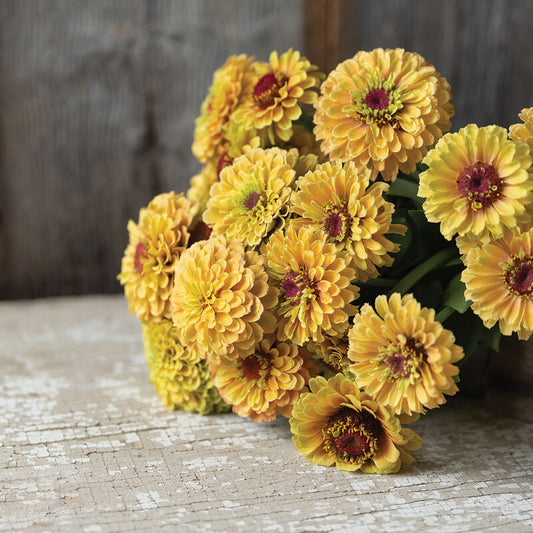 Zinnia-Queeny Lemon Peach