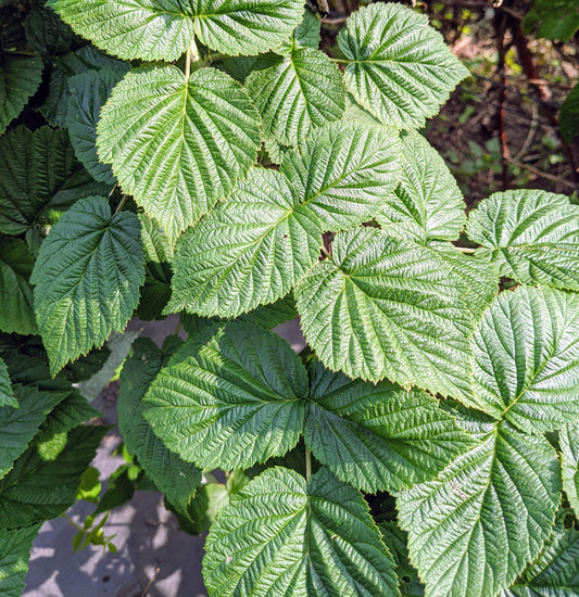 Raspberry Greens