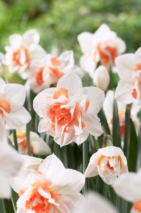 Narcissus Replete
