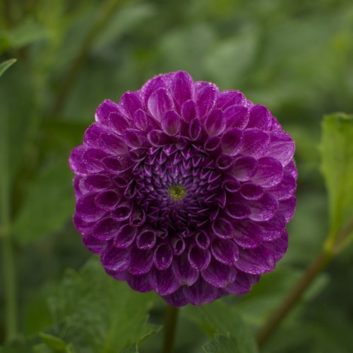 Dahlia Ball Purple