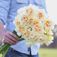 Narcissus Romantic Paradise