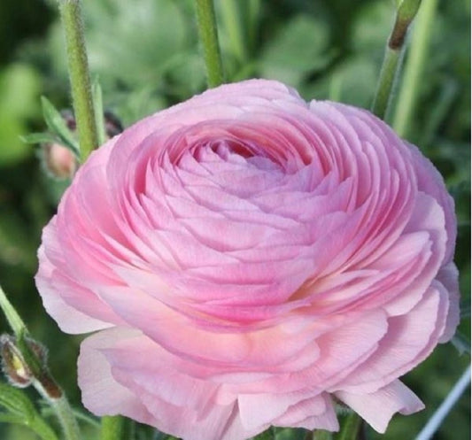 Ranunculus Elegance Rosa Chiaro