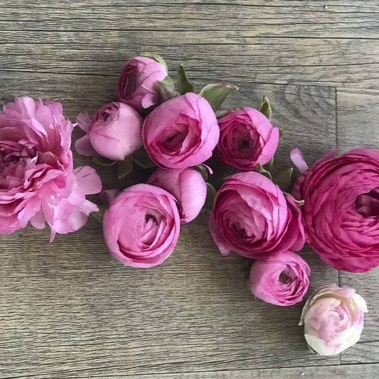Ranunculus Elegance Rosa Scuro