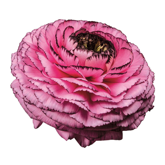 Ranunculus Elegance Rosa Striato