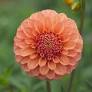 Dahlia Ball Peach/Apricot