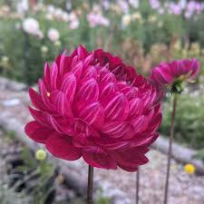 Dahlia Waterlily Pink