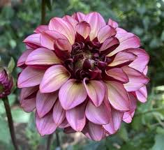 Dahlia Decorative Purple