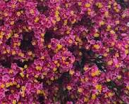 Limonium-Sensy Pink