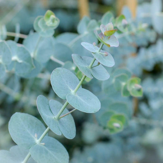 Eucalyptus-Silver dollar