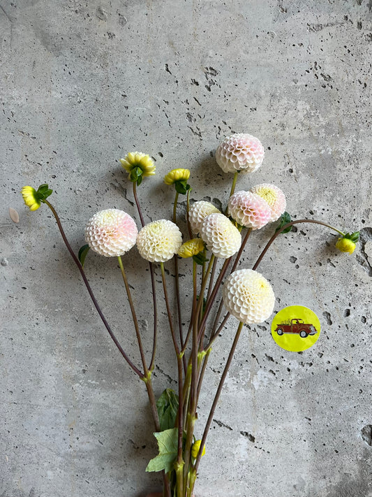 Dahlia Pompon White/Cream