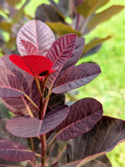 Smoke Bush-burgundy