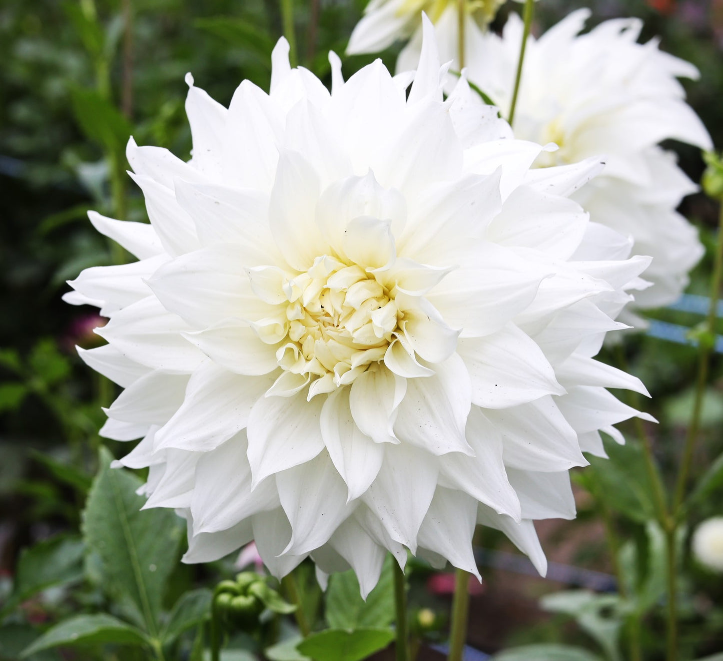 Dahlia Decorative White