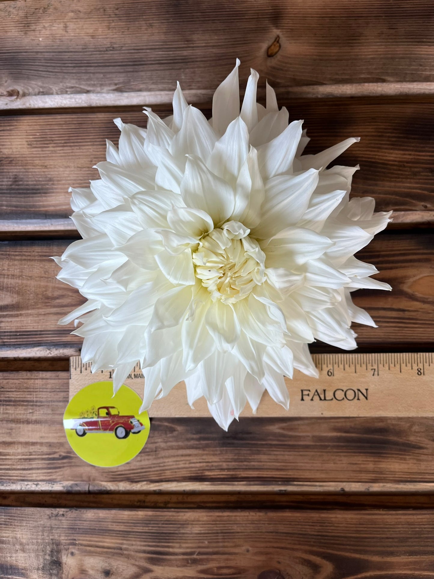 Dahlia Decorative White