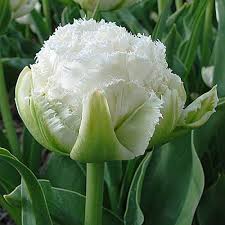 Tulip Snow Crystal