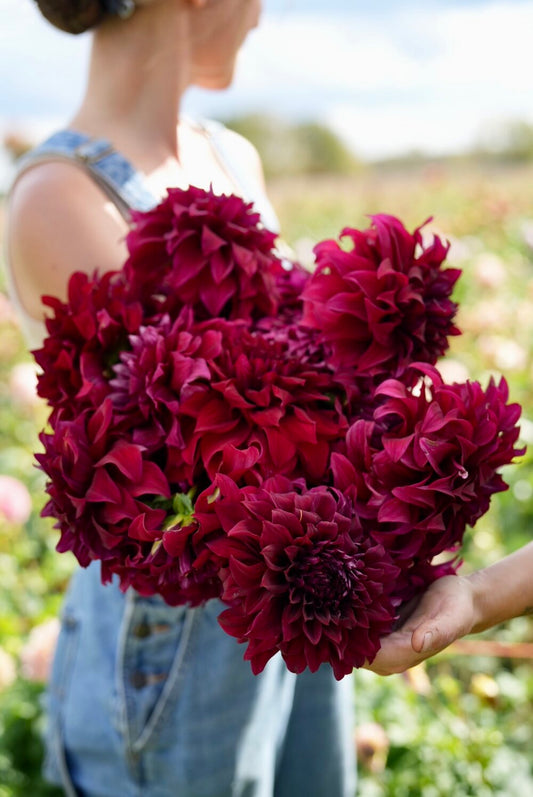 Dahlia-Dinnerplate Burgundy