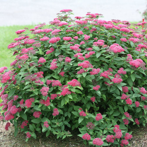 Spirea-Pink