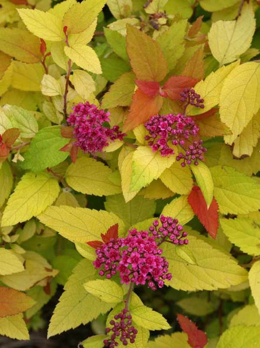 Spirea-Candy Corn