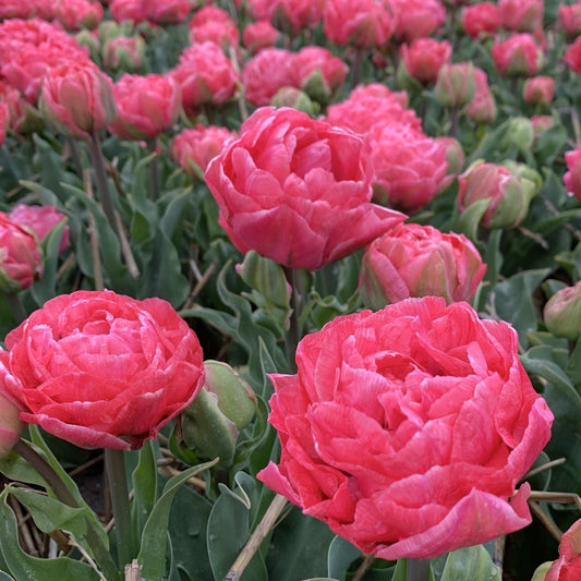 Tulip-Taiwan