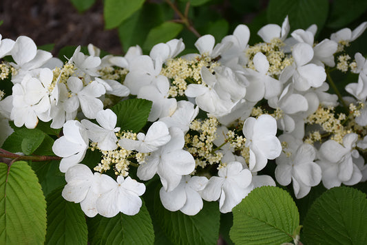 Viburnum-double file