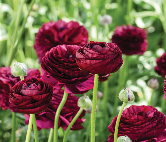 Ranunculus Elegance Viola