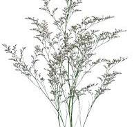 Limonium-White Light