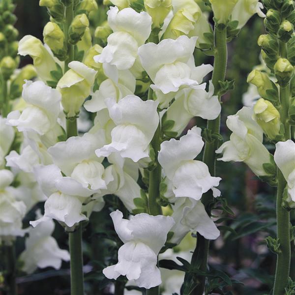 Snapdragon Opus White