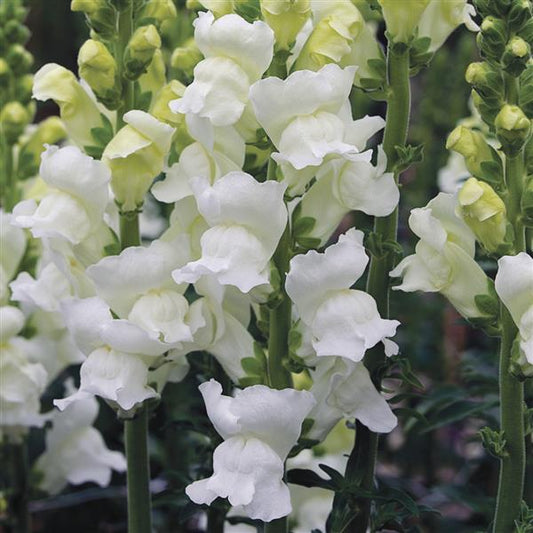 Snapdragon Opus White