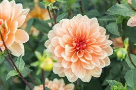 Dahlia Waterlily Orange/Peach